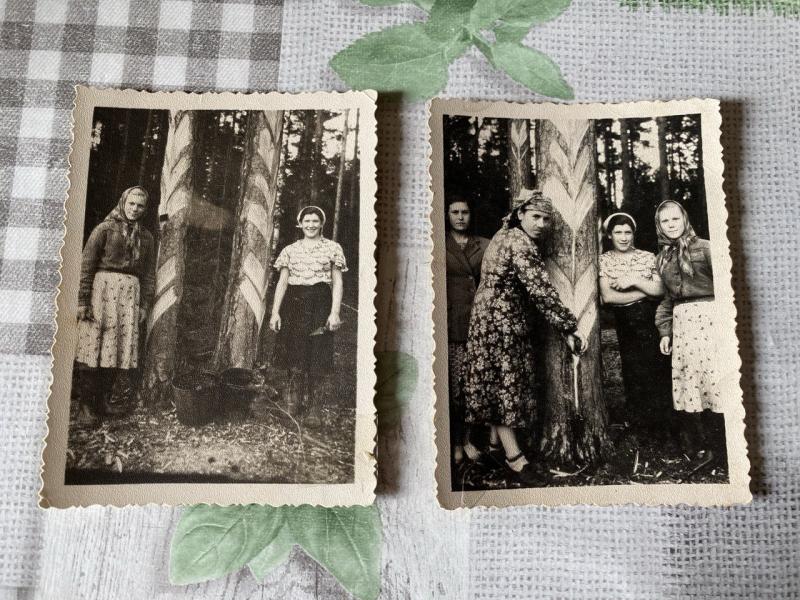 Сборщицы смолы, Зинаида Митрофановна в платке. Фото из семейного альбома.